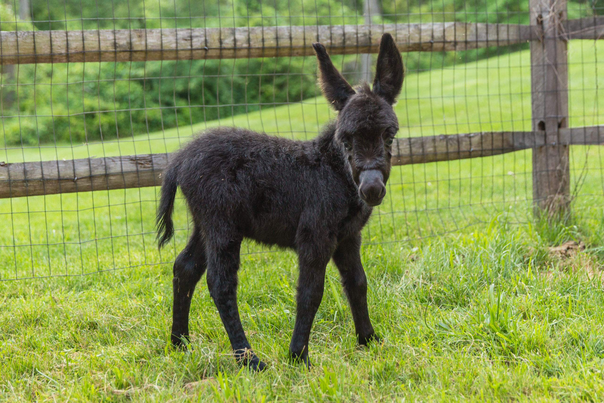 Marvel's Sweet Treat