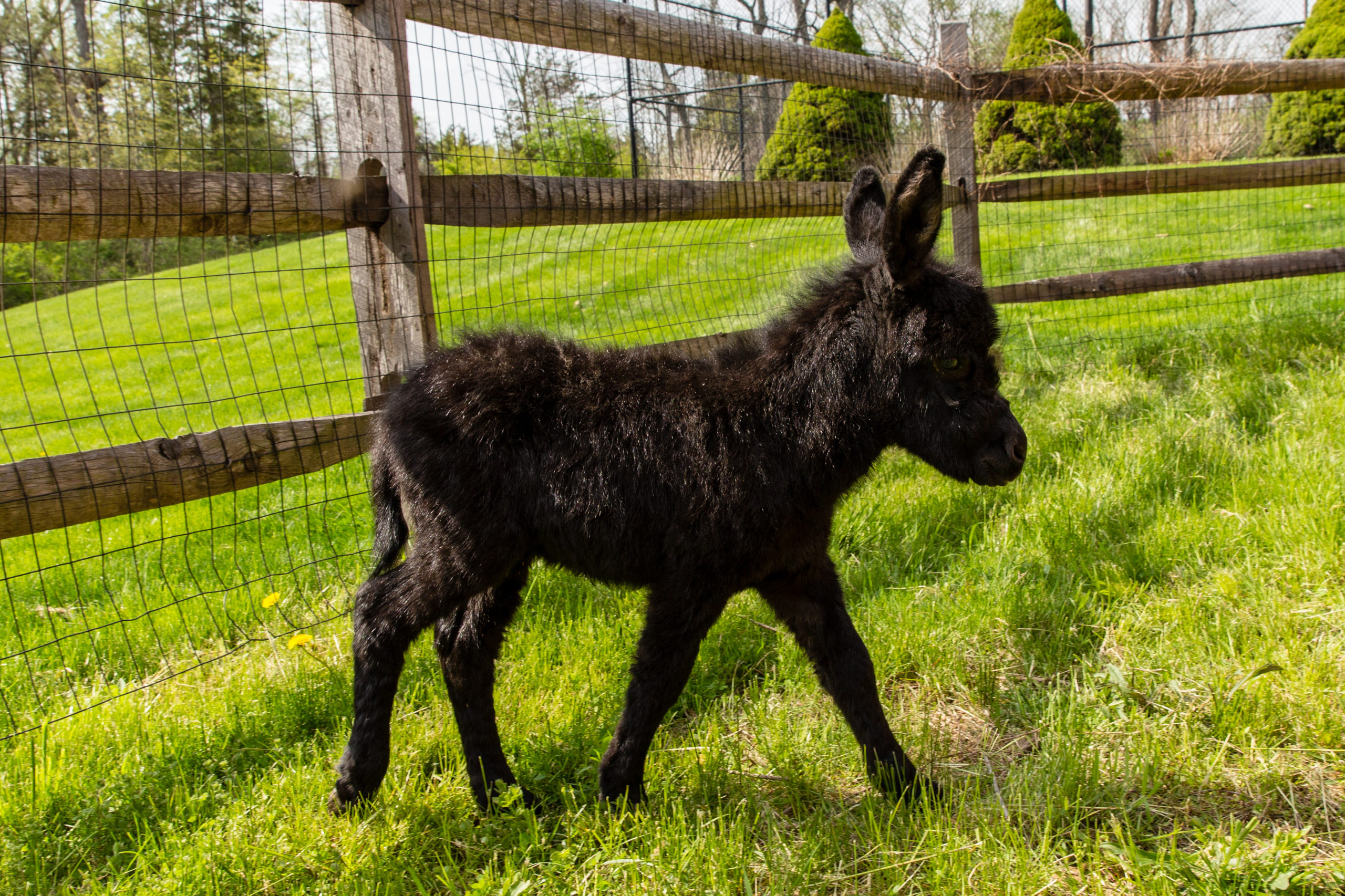 Marvel's Lindor Truffle